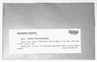 Image of Uredo chonemorphae
